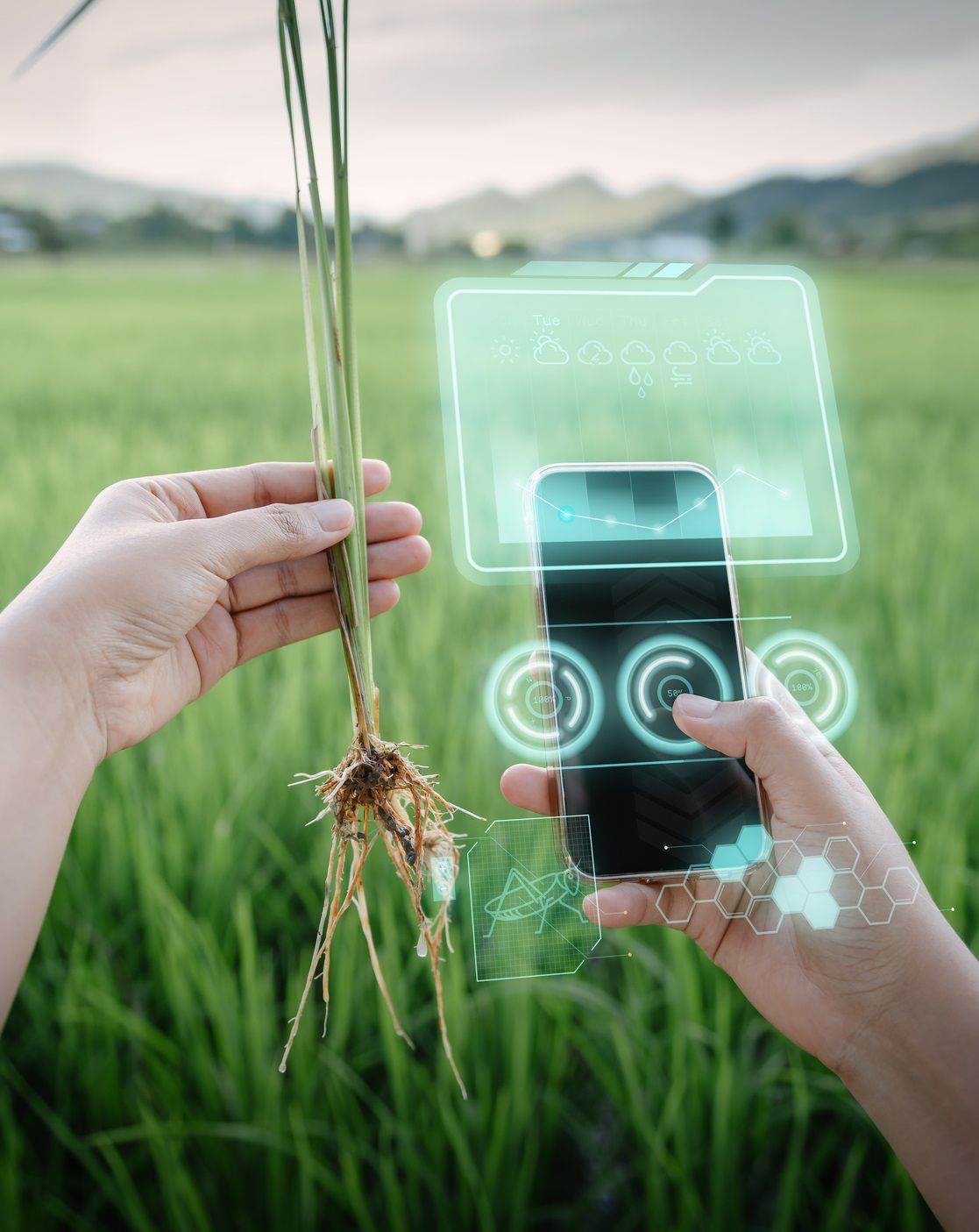 Працівник ферми за допомогою смартфона зі штучним інтелектом віртуальної реальності (AI) для аналізу хвороб рослин